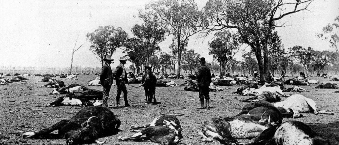 Helm aus Phlox Cattle poison Helm aus Phlox