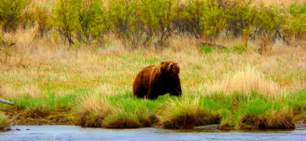 faul3 baer faul // folge 3: krise