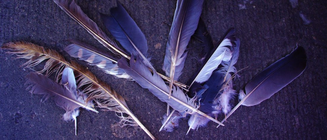 Titelbild für Birdz Folge 4