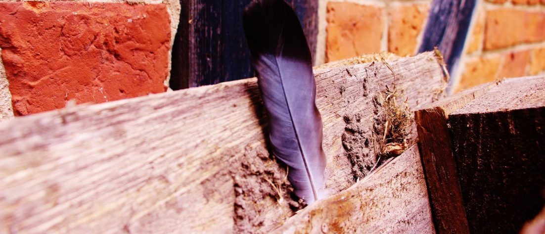 Birdz! | Folge 1: Numididae Titelbild für Birdz Folge 1