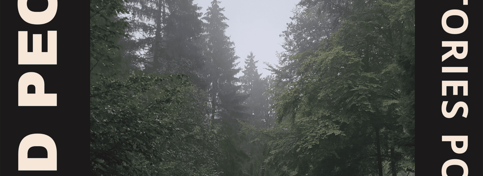 artwork 3000x3000 3 44: Regen im Wald